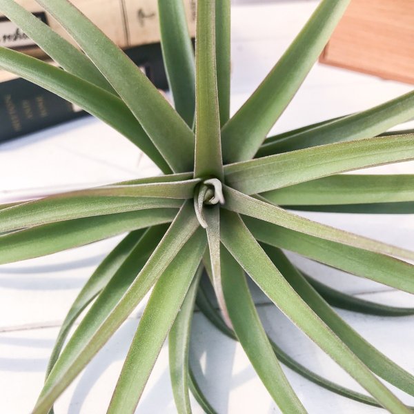 PLANCHU エアプランツ ティランジア コンコロール × ストレプトフィラ 1株 W20×H15cm前後 育て方説明書付き Tillandsia concolor × streptophylla エアープランツ チランジア