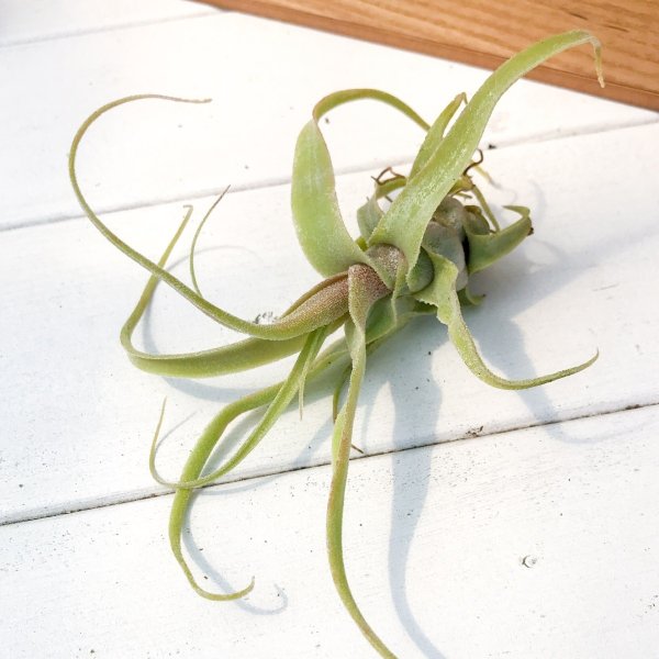 PLANCHU エアプランツ ティランジア ディグエティ 1株 W13×H11cm前後 育て方説明書付き Tillandsia diguetii エアープランツ チランジア
