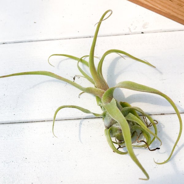 PLANCHU エアプランツ ティランジア ディグエティ 1株 W13×H11cm前後 育て方説明書付き Tillandsia diguetii エアープランツ チランジア