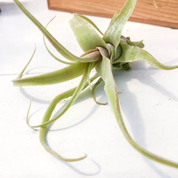 PLANCHU エアプランツ ティランジア ディグエティ 1株 W13×H11cm前後 育て方説明書付き Tillandsia diguetii エアープランツ チランジア