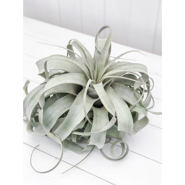 PLANCHU エアプランツ ティランジア キセログラフィカ XLサイズ 1株 W30×H25cm前後 育て方説明書付き Tillandsia xerographica エアープランツ チランジア