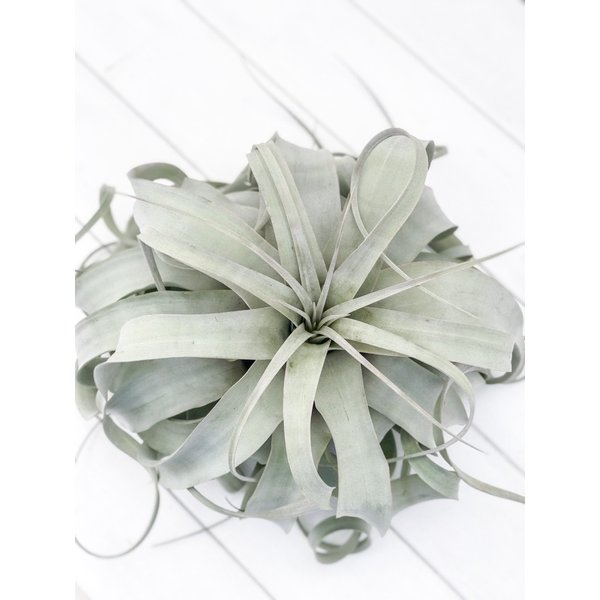 PLANCHU エアプランツ ティランジア キセログラフィカ XLサイズ 1株 W30×H25cm前後 育て方説明書付き Tillandsia xerographica エアープランツ チランジア