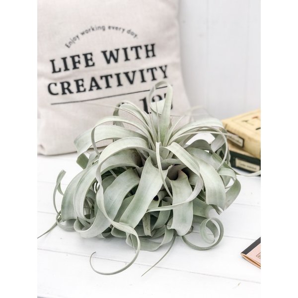PLANCHU エアプランツ ティランジア キセログラフィカ XLサイズ 1株 W30×H25cm前後 育て方説明書付き Tillandsia xerographica エアープランツ チランジア