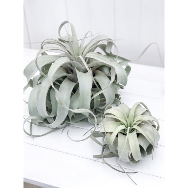 PLANCHU エアプランツ ティランジア キセログラフィカ XLサイズ 1株 W30×H25cm前後 育て方説明書付き Tillandsia xerographica エアープランツ チランジア