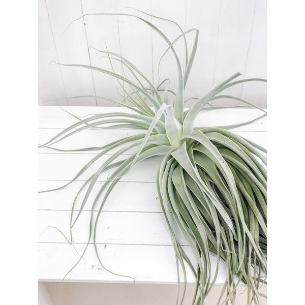 PLANCHU エアプランツ ティランジア ストラミネア XXXLサイズ 1株 W60×H90cm前後 育て方説明書付き Tillandsia straminea エアープランツ チランジア