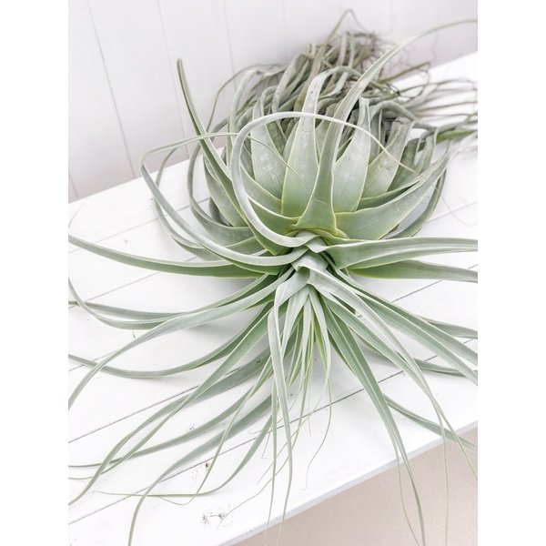 PLANCHU エアプランツ ティランジア ストラミネア XXXLサイズ 1株 W60×H90cm前後 育て方説明書付き Tillandsia straminea エアープランツ チランジア