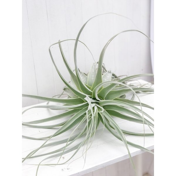 PLANCHU エアプランツ ティランジア ストラミネア XXXLサイズ 1株 W60×H90cm前後 育て方説明書付き Tillandsia straminea エアープランツ チランジア