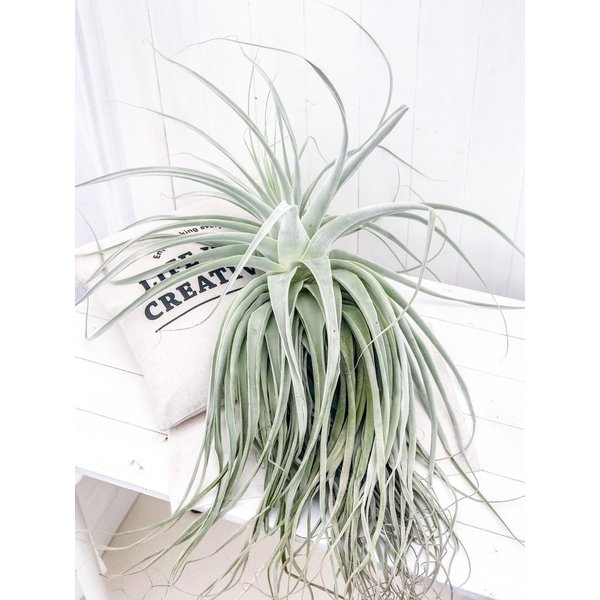 PLANCHU エアプランツ ティランジア ストラミネア XXXLサイズ 1株 W60×H90cm前後 育て方説明書付き Tillandsia straminea エアープランツ チランジア