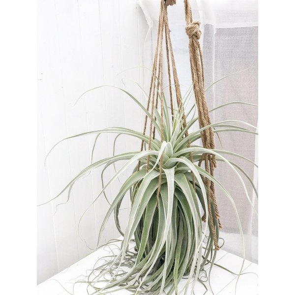 PLANCHU エアプランツ ティランジア ストラミネア XXXLサイズ 1株 W60×H90cm前後 育て方説明書付き Tillandsia straminea エアープランツ チランジア