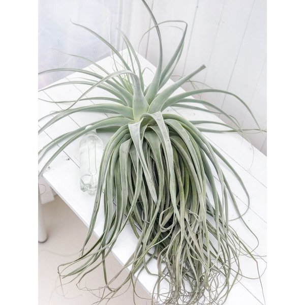 PLANCHU エアプランツ ティランジア ストラミネア XXXLサイズ 1株 W60×H90cm前後 育て方説明書付き Tillandsia straminea エアープランツ チランジア