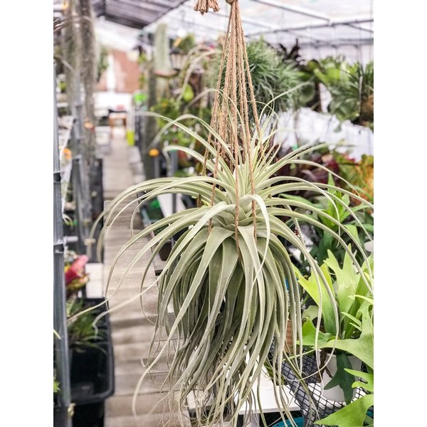 PLANCHU エアプランツ ティランジア ストラミネア XXXLサイズ 1株 W60×H90cm前後 育て方説明書付き Tillandsia straminea エアープランツ チランジア