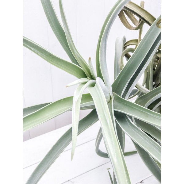 PLANCHU エアプランツ ティランジア ドーラティ XXXLサイズ 1株 W80×H70cm前後 育て方説明書付き Tillandsia duratii ドゥラティ エアープランツ チランジア