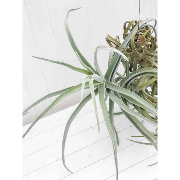 PLANCHU エアプランツ ティランジア ドーラティ XXXLサイズ 1株 W80×H70cm前後 育て方説明書付き Tillandsia duratii ドゥラティ エアープランツ チランジア