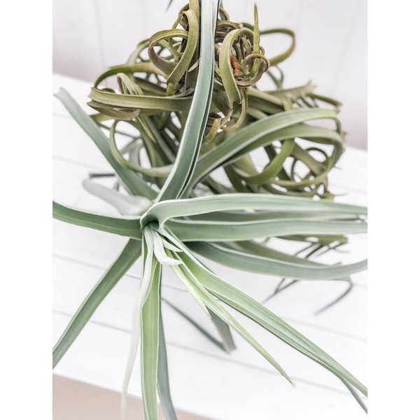 PLANCHU エアプランツ ティランジア ドーラティ XXXLサイズ 1株 W80×H70cm前後 育て方説明書付き Tillandsia duratii ドゥラティ エアープランツ チランジア