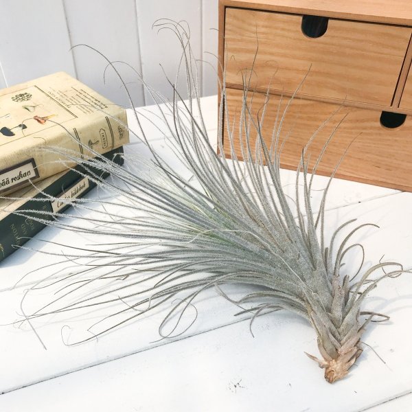 PLANCHU エアプランツ ティランジア テクトルム ペルー 1株 W30×H30cm前後 育て方説明書付き Tillandsia tectorum Peru テクトラム エアープランツ チランジア