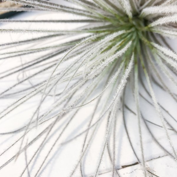 PLANCHU エアプランツ ティランジア テクトルム ペルー 1株 W30×H30cm前後 育て方説明書付き Tillandsia tectorum Peru テクトラム エアープランツ チランジア
