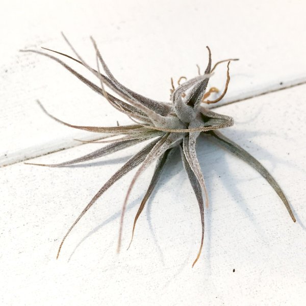 PLANCHU エアプランツ ティランジア エーレルシアナ Sサイズ 1株 W5×H5cm前後 育て方説明書付き Tillandsia ehlersiana エアープランツ チランジア