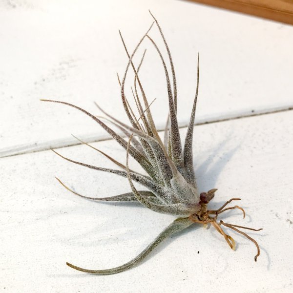 PLANCHU エアプランツ ティランジア エーレルシアナ Sサイズ 1株 W5×H5cm前後 育て方説明書付き Tillandsia ehlersiana エアープランツ チランジア
