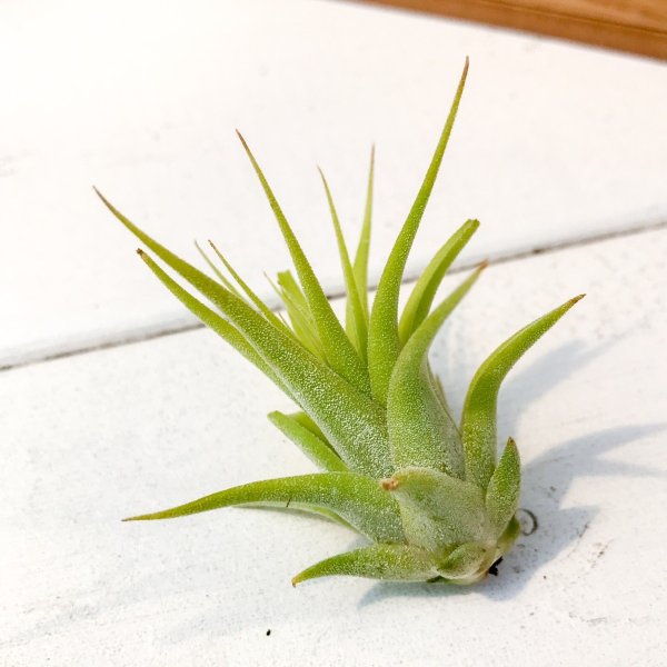 PLANCHU エアプランツ ティランジア イオナンタ マキシマ アルビノ Sサイズ 1株 W3×H3cm前後 育て方説明書付き Tillandsia ionantha var. maxima ‘Albino’ エアープランツ チランジア
