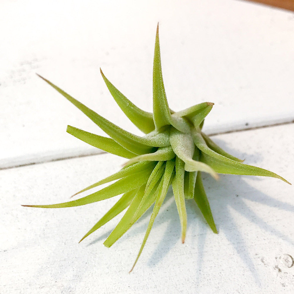 PLANCHU エアプランツ ティランジア イオナンタ マキシマ アルビノ Sサイズ 1株 W3×H3cm前後 育て方説明書付き Tillandsia ionantha var. maxima ‘Albino’ エアープランツ チランジア