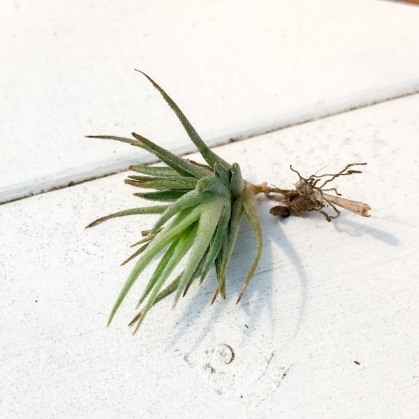PLANCHU エアプランツ ティランジア ロリアセア 1株 W2×H2cm前後 育て方説明書付き Tillandsia loliacea エアープランツ チランジア