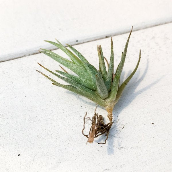 PLANCHU エアプランツ ティランジア ロリアセア 1株 W2×H2cm前後 育て方説明書付き Tillandsia loliacea エアープランツ チランジア