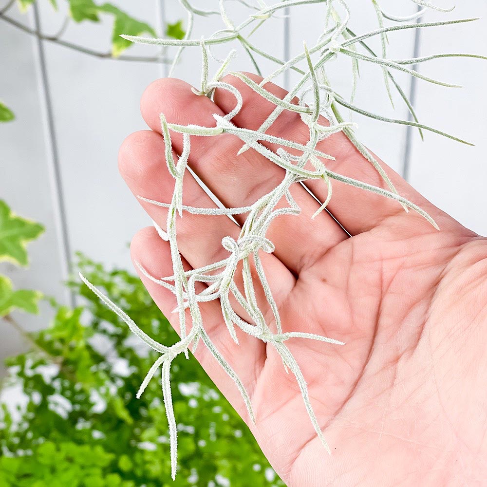 PLANCHU メール便発送 エアプランツ ティランジア ウスネオイデス 太葉 Mサイズ 1束 W8×H40cm前後 育て方説明書付き Tillandsia usneoides エアープランツ チランジア