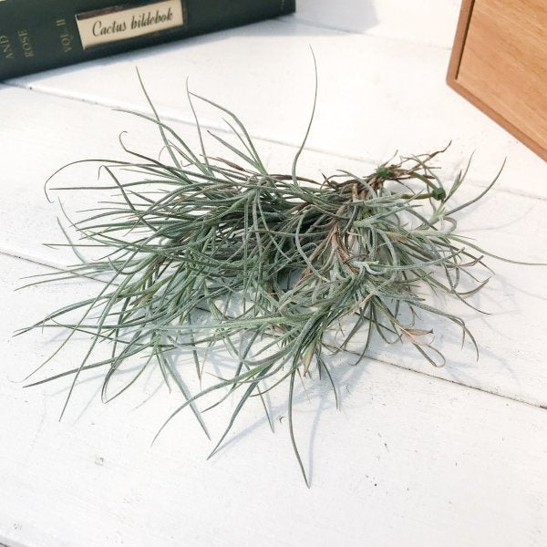 PLANCHU エアプランツ ティランジア キンバリー 1株 W15×H15cm前後 育て方説明書付き Tillandsia ‘Kimberly’ エアープランツ チランジア