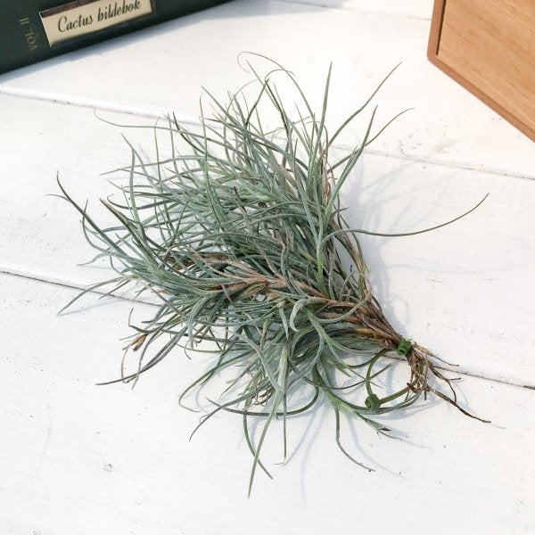 PLANCHU エアプランツ ティランジア キンバリー 1株 W15×H15cm前後 育て方説明書付き Tillandsia ‘Kimberly’ エアープランツ チランジア