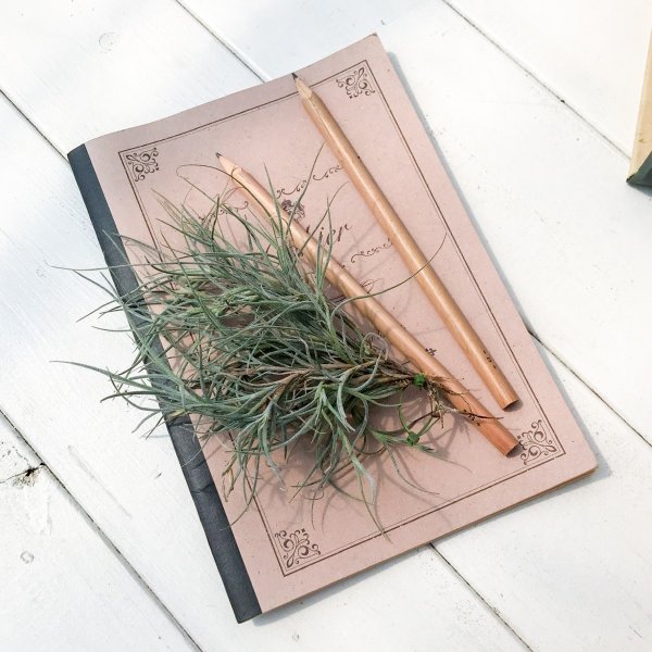 PLANCHU エアプランツ ティランジア キンバリー 1株 W15×H15cm前後 育て方説明書付き Tillandsia ‘Kimberly’ エアープランツ チランジア