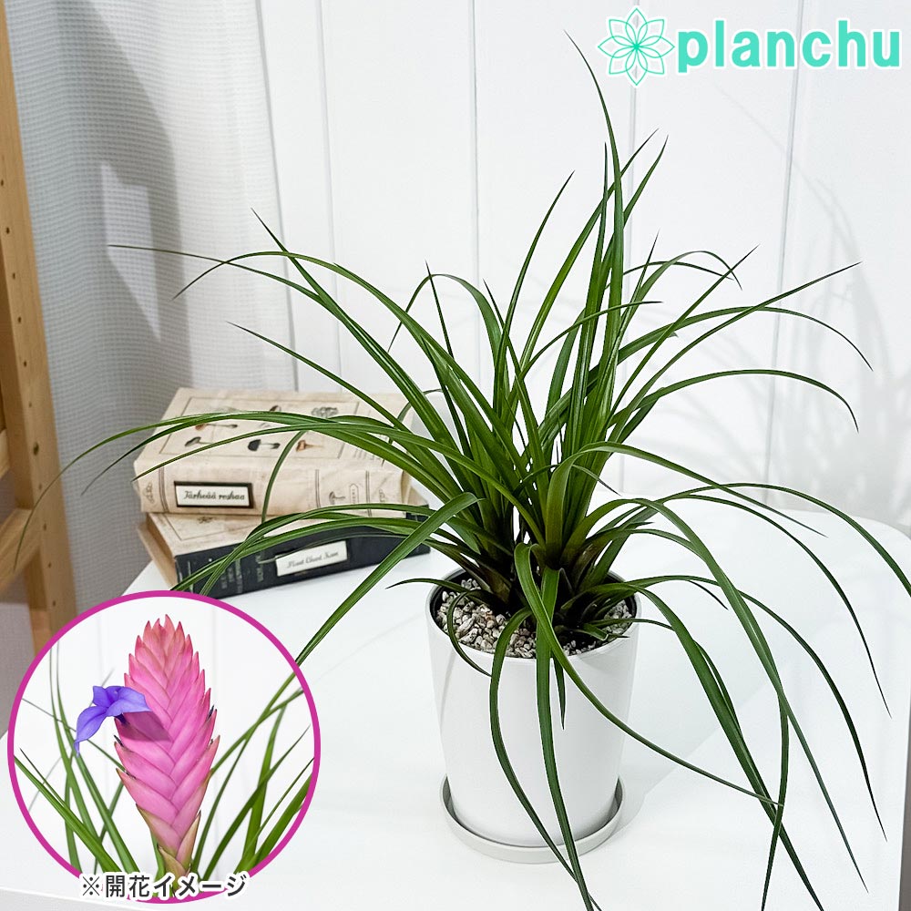PLANCHU 観葉植物 ワリシア キアネア 4号鉢 受け皿付き 育て方説明書付き Wallisia cyanea ハナアナナス ブロメリア ティランジア