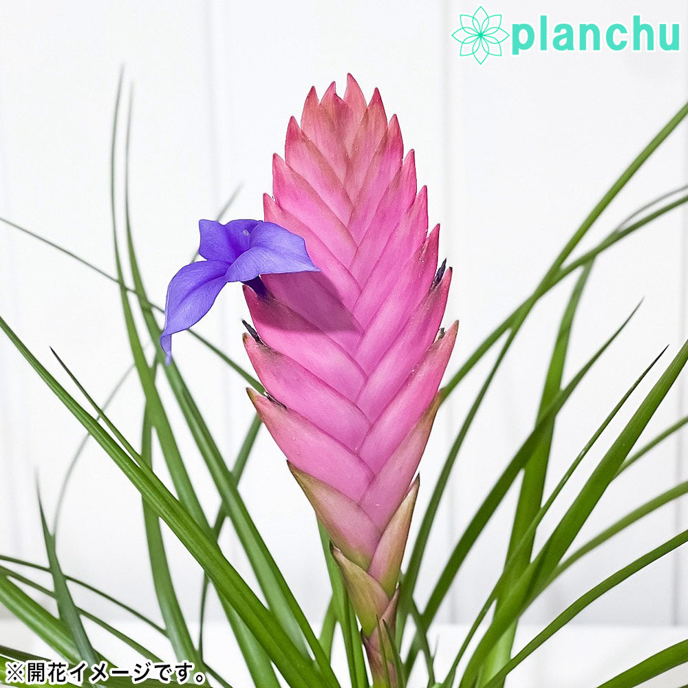 PLANCHU 観葉植物 ワリシア キアネア 4号鉢 受け皿付き 育て方説明書付き Wallisia cyanea ハナアナナス ブロメリア ティランジア