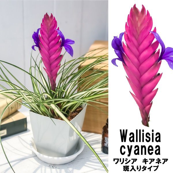 PLANCHU 観葉植物 ワリシア キアネア 斑入り 4号鉢 受け皿付き 1株 育て方説明書付き Wallisia cyanea ‘Variegata’ バリエガータ ブロメリア ティランジア