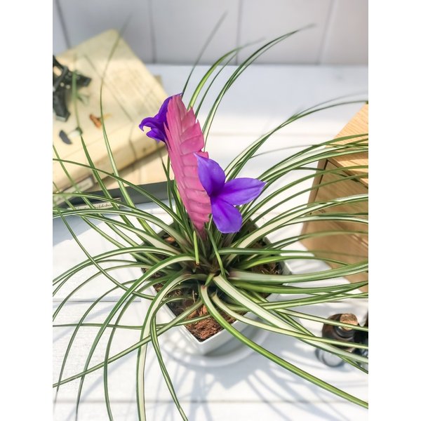 PLANCHU 観葉植物 ワリシア キアネア 斑入り 4号鉢 受け皿付き 1株 育て方説明書付き Wallisia cyanea ‘Variegata’ バリエガータ ブロメリア ティランジア