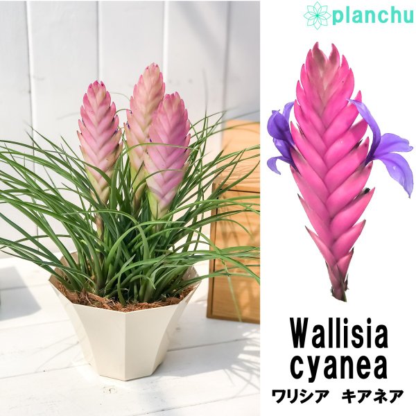 PLANCHU 観葉植物 ワリシア キアネア 5号鉢 受け皿付き 育て方説明書付き Wallisia cyanea ブロメリア ティランジア