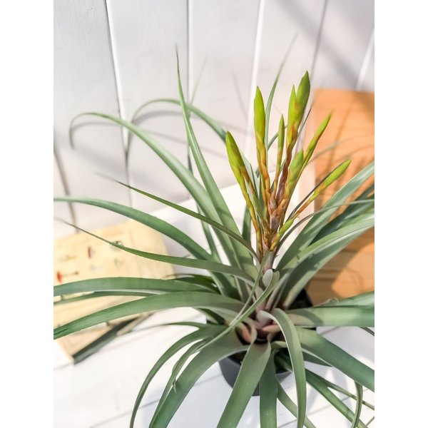 PLANCHU 観葉植物 ティランジア セントレア スカイリーフ 4.5号鉢 育て方説明書付き Tillandsia ‘Centrair sky-leaf’ エアプランツ エアープランツ