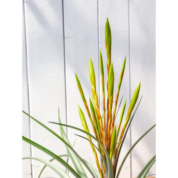 PLANCHU 観葉植物 ティランジア セントレア スカイリーフ 4.5号鉢 育て方説明書付き Tillandsia ‘Centrair sky-leaf’ エアプランツ エアープランツ
