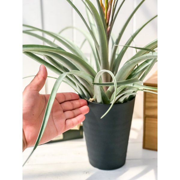 PLANCHU 観葉植物 ティランジア セントレア スカイリーフ 4.5号鉢 育て方説明書付き Tillandsia ‘Centrair sky-leaf’ エアプランツ エアープランツ