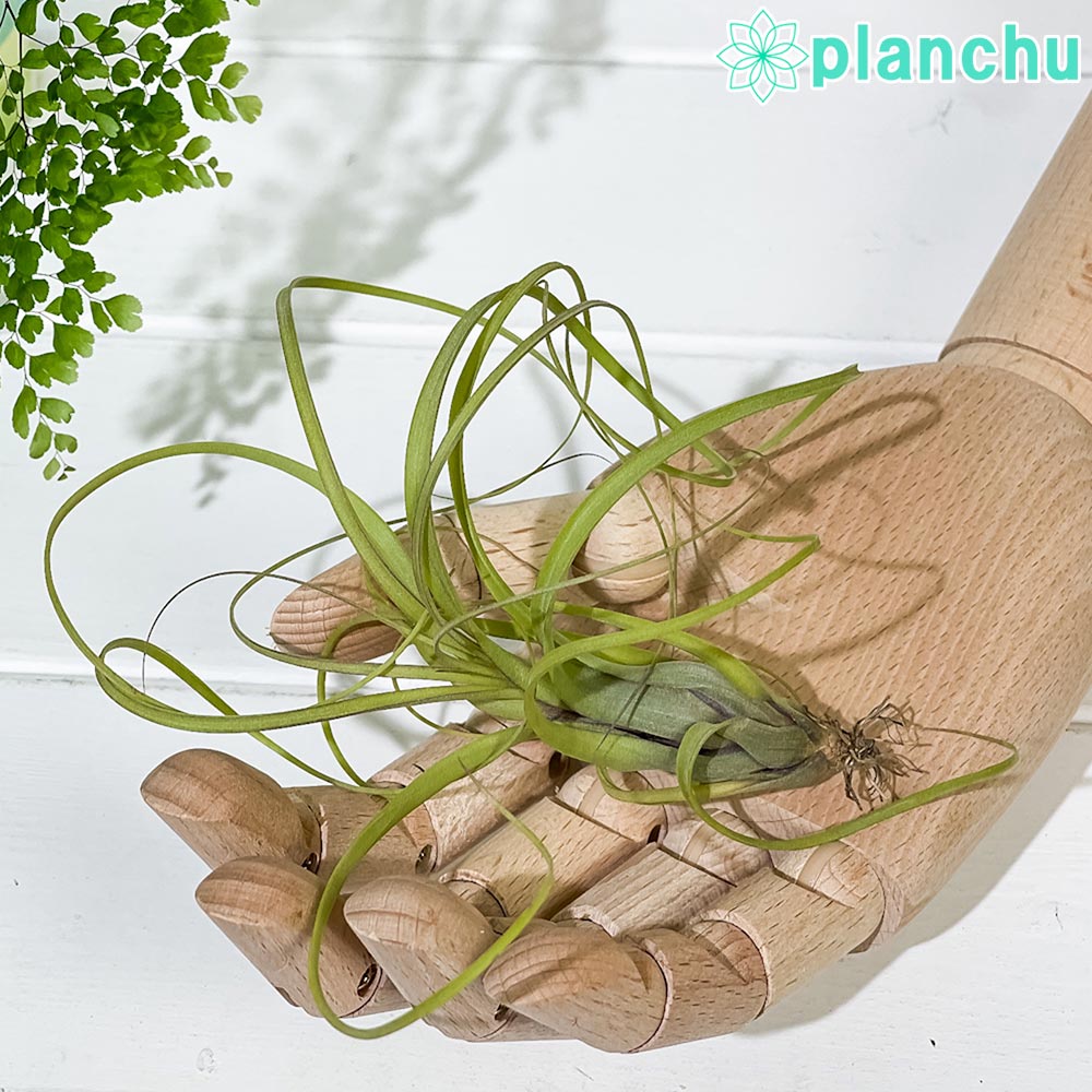 PLANCHU エアプランツ ティランジア バルビシアーナ Mサイズ 1株 W10×H10cm前後 育て方説明書付き Tillandsia balbisiana エアープランツ チランジア