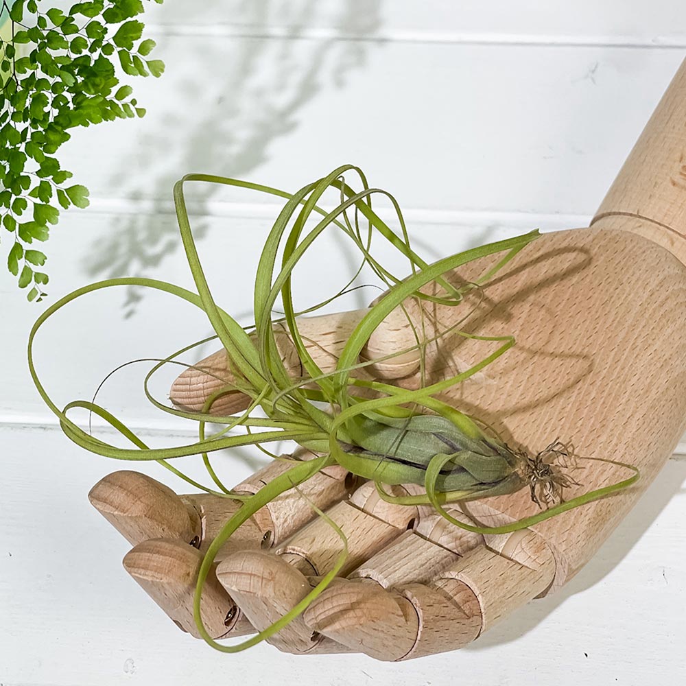 PLANCHU エアプランツ ティランジア バルビシアーナ Mサイズ 1株 W10×H10cm前後 育て方説明書付き Tillandsia balbisiana エアープランツ チランジア
