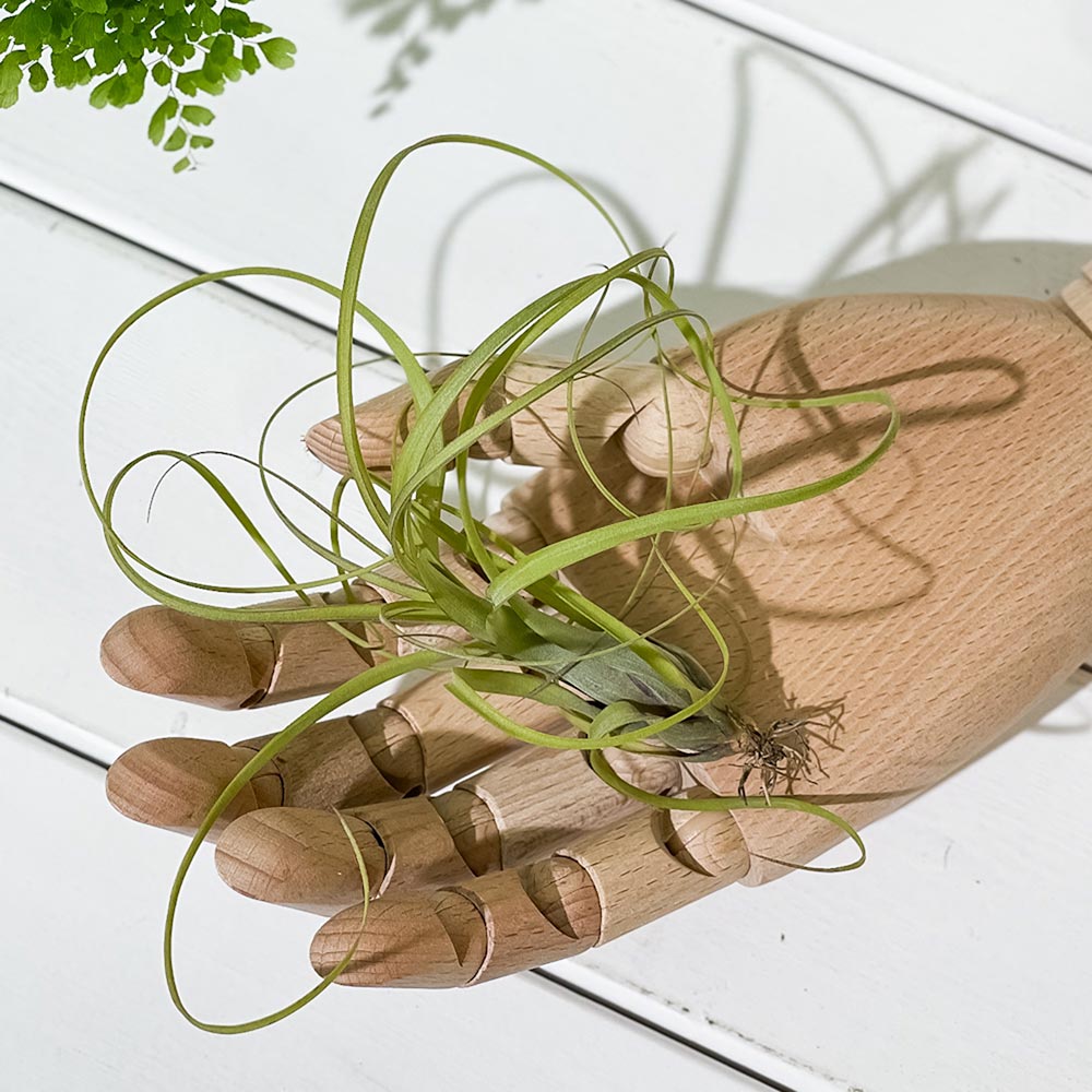 PLANCHU エアプランツ ティランジア バルビシアーナ Mサイズ 1株 W10×H10cm前後 育て方説明書付き Tillandsia balbisiana エアープランツ チランジア