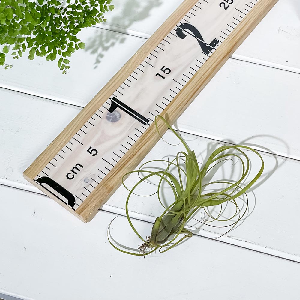 PLANCHU エアプランツ ティランジア バルビシアーナ Mサイズ 1株 W10×H10cm前後 育て方説明書付き Tillandsia balbisiana エアープランツ チランジア