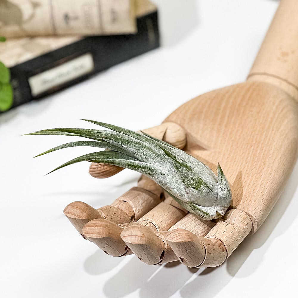 PLANCHU エアプランツ ティランジア パウキフォリア Mサイズ 1株 W3×H10cm前後 育て方説明書付き Tillandsia paucifolia パウシフォリア エアープランツ チランジア