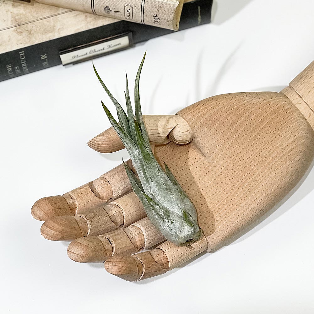 PLANCHU エアプランツ ティランジア パウキフォリア Mサイズ 1株 W3×H10cm前後 育て方説明書付き Tillandsia paucifolia パウシフォリア エアープランツ チランジア
