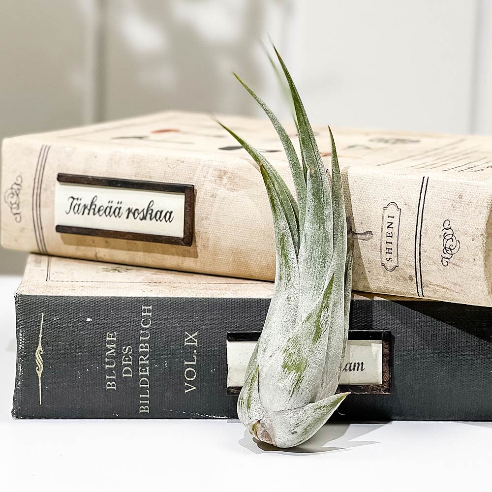 PLANCHU エアプランツ ティランジア パウキフォリア Mサイズ 1株 W3×H10cm前後 育て方説明書付き Tillandsia paucifolia パウシフォリア エアープランツ チランジア
