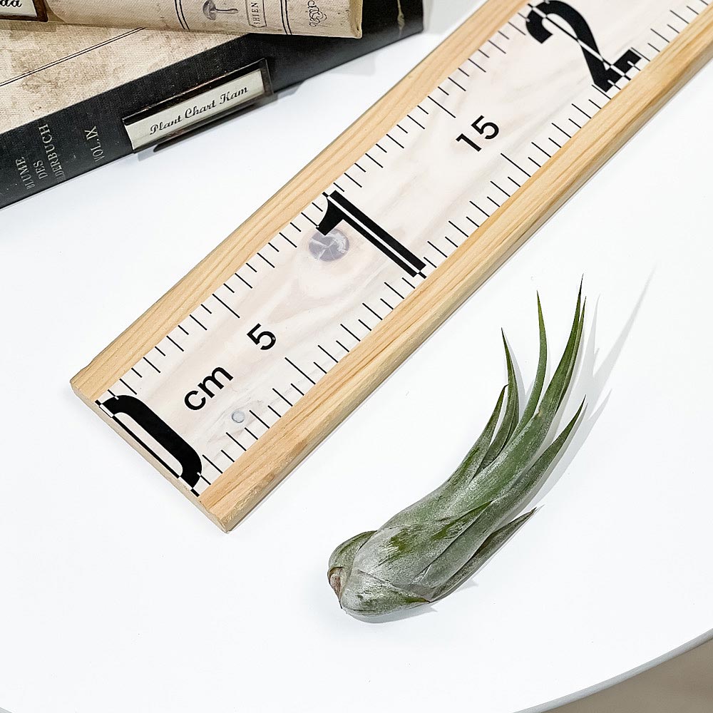 PLANCHU エアプランツ ティランジア パウキフォリア Mサイズ 1株 W3×H10cm前後 育て方説明書付き Tillandsia paucifolia パウシフォリア エアープランツ チランジア