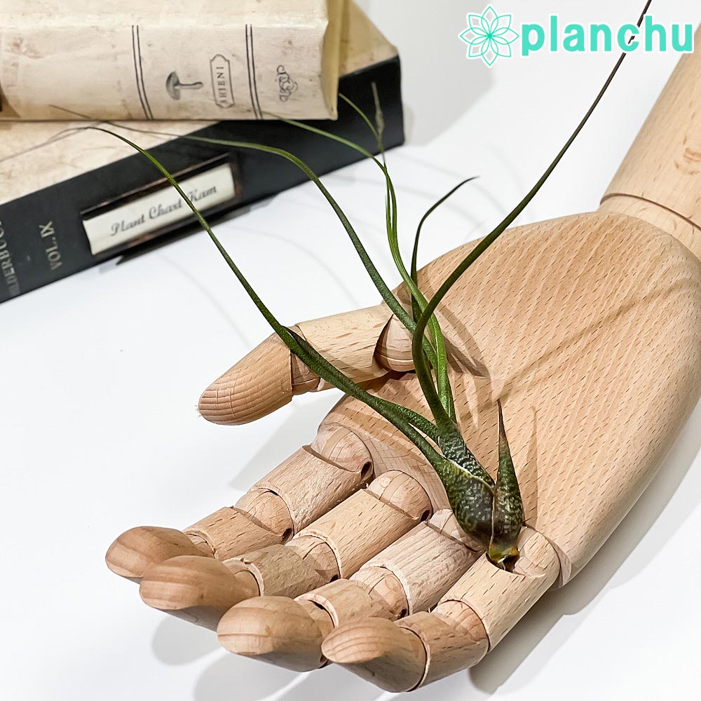 PLANCHU エアプランツ ティランジア ブッツィ Mサイズ 1株 W6×H20cm前後 育て方説明書付き Tillandsia butzii エアープランツ チランジア ブッチー