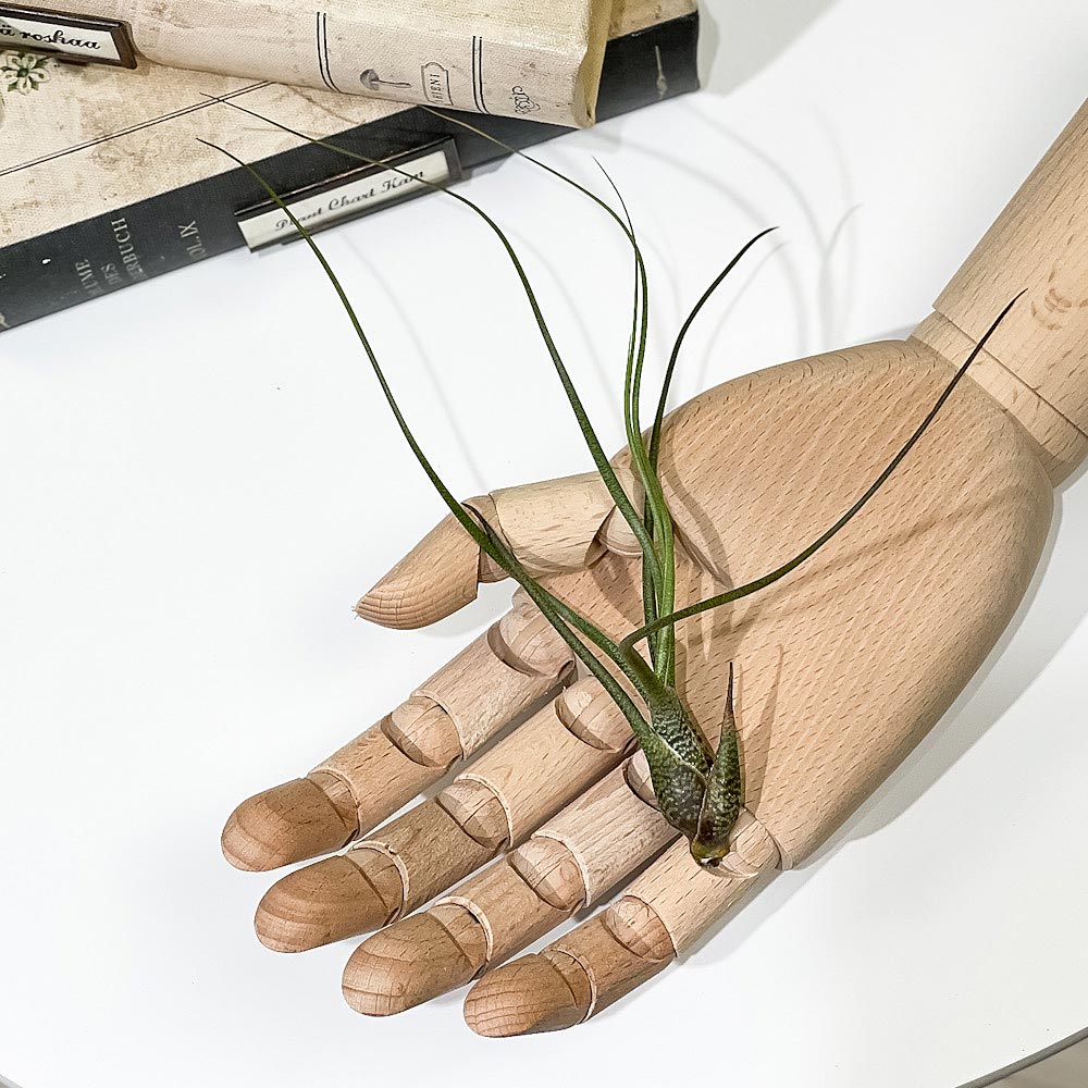 PLANCHU エアプランツ ティランジア ブッツィ Mサイズ 1株 W6×H20cm前後 育て方説明書付き Tillandsia butzii エアープランツ チランジア ブッチー