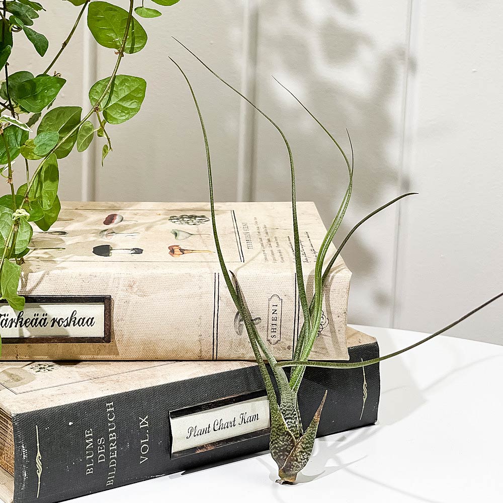 PLANCHU エアプランツ ティランジア ブッツィ Mサイズ 1株 W6×H20cm前後 育て方説明書付き Tillandsia butzii エアープランツ チランジア ブッチー