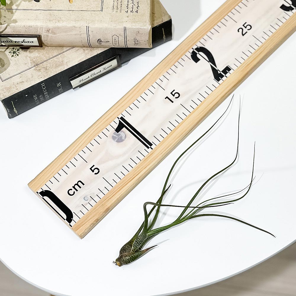 PLANCHU エアプランツ ティランジア ブッツィ Mサイズ 1株 W6×H20cm前後 育て方説明書付き Tillandsia butzii エアープランツ チランジア ブッチー
